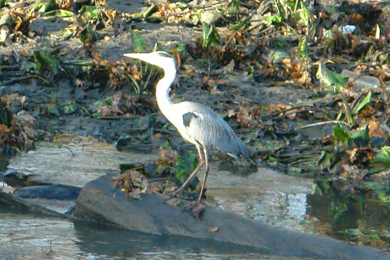 320110 003 Heron