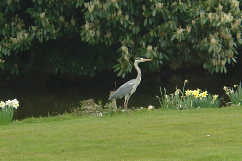 320916 Heron