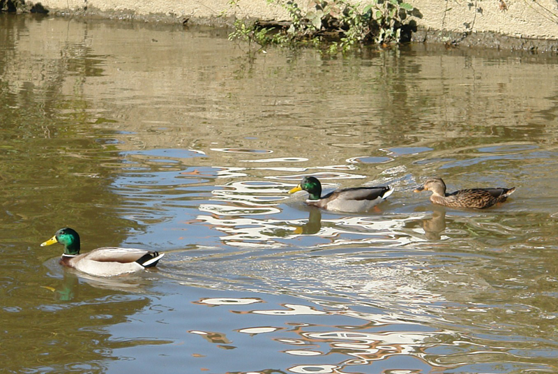 330225 018 Canards