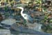 320110 003 Heron